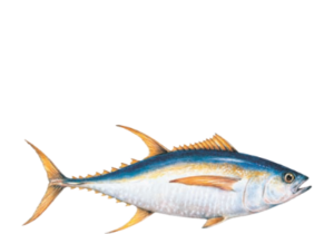seafoodwatch logo